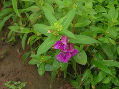 Impatiens tomentosa