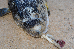 Amblyrhynchote honckenii