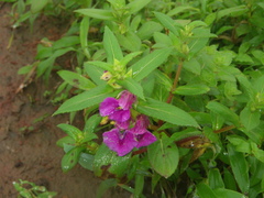 Impatiens tomentosa