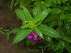 Impatiens tomentosa