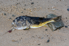 Amblyrhynchote honckenii