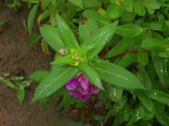 Impatiens tomentosa