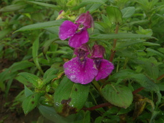 Impatiens tomentosa