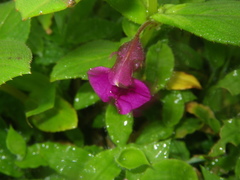 Impatiens tomentosa