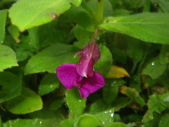 Impatiens tomentosa
