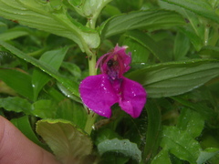Impatiens tomentosa