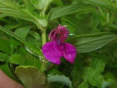 Impatiens tomentosa