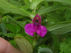 Impatiens tomentosa