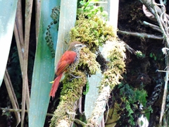 Margarornis squamiger