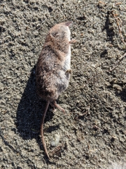 Sorex cinereus