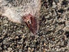 Sorex cinereus