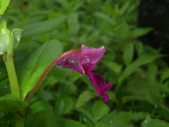 Impatiens tomentosa