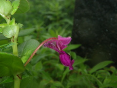 Impatiens tomentosa