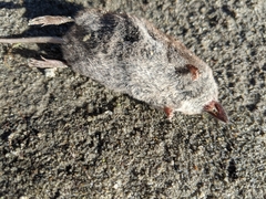 Sorex cinereus