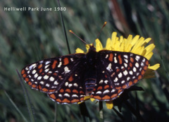 Euphydryas editha taylori