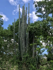 Cereus hexagonus