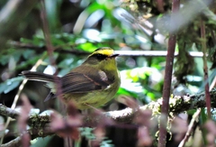 Silvicultrix diadema