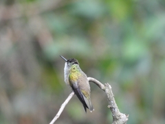 Saucerottia cyanocephala