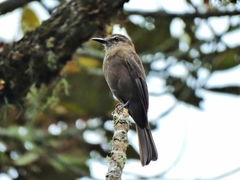 Myiotheretes fumigatus