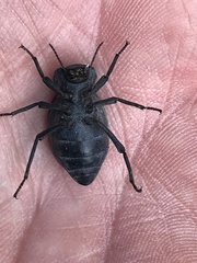 Stenomorpha obsoleta