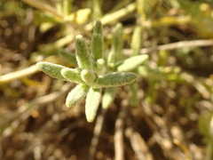 Teucrium dunense