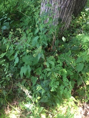 Sanicula marilandica