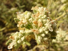 Teucrium dunense