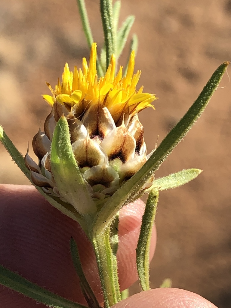 Ondetia