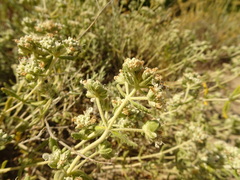 Teucrium dunense