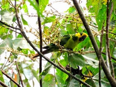 Ognorhynchus icterotis