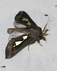 Antiophlebia bracteata