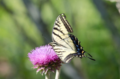 Papilio rutulus