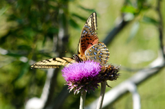 Speyeria nokomis