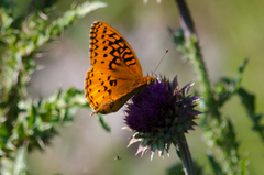 Speyeria nokomis