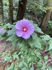 Hibiscus syriacus