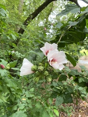 Hibiscus syriacus