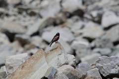 Leucosticte atrata