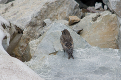 Leucosticte atrata