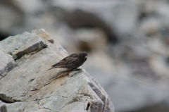 Leucosticte atrata