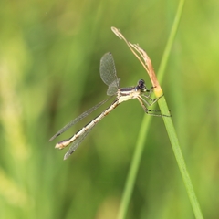 Lestes unguiculatus
