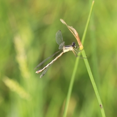 Lestes unguiculatus