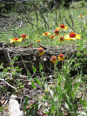 Gaillardia aristata