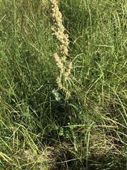 Rumex aquaticus