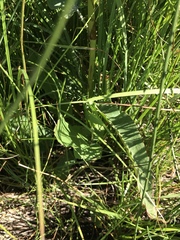 Rumex aquaticus