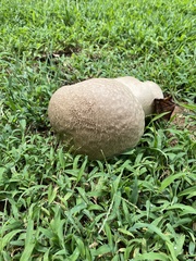 Calvatia