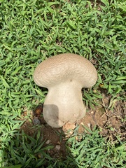 Calvatia
