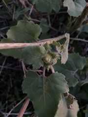 Xanthium strumarium