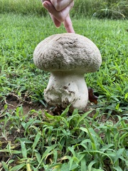 Calvatia
