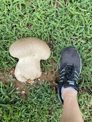 Calvatia