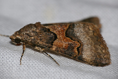 Tytroca metaxantha